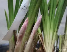 九游体育app-b站bv1kj411q77x置顶答案